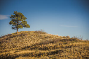 Lone tree at the top of a hill in Wenatchee, WA