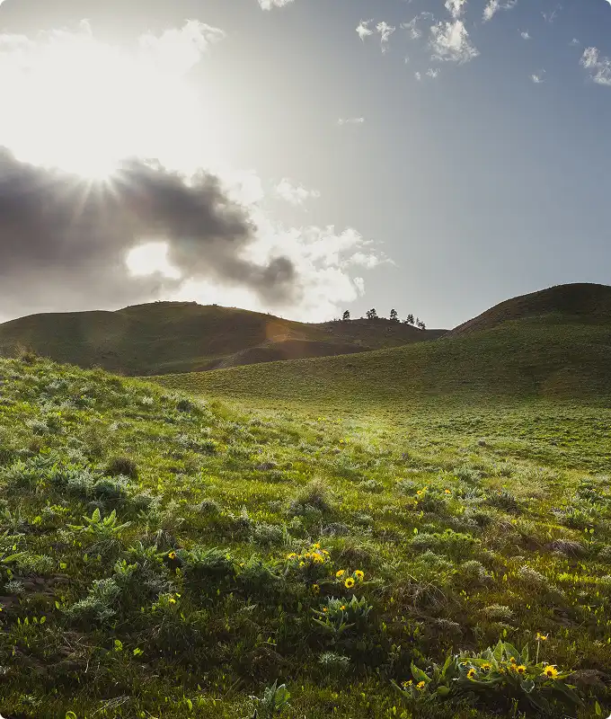 Sunflowers bloom on a hillside lit by the setting sun